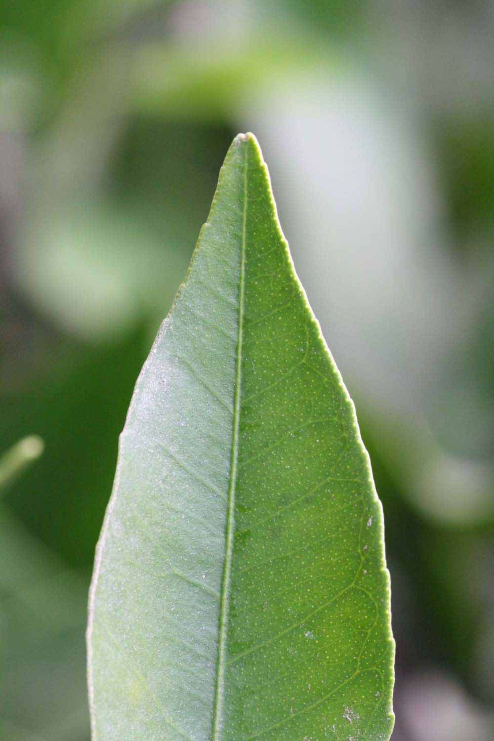              Margin (Riverside, CA)       